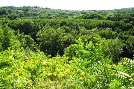 Гора Мозес