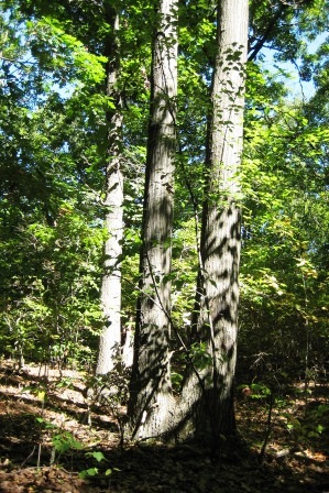 Greenbelt