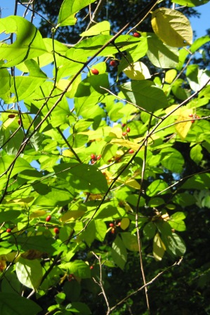 Greenbelt