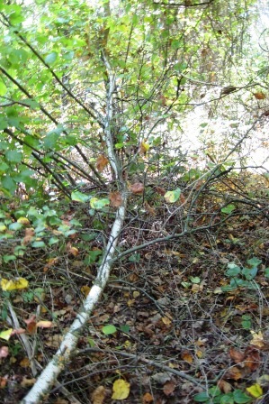 Greenbelt