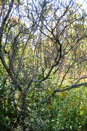 Greenbelt