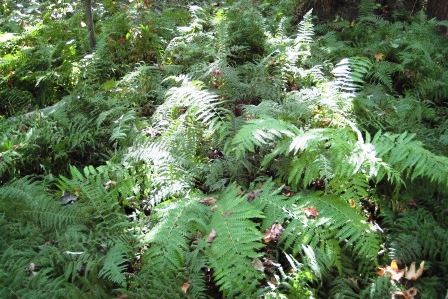Greenbelt